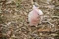 Major mitchell or pink cockatoo Royalty Free Stock Photo