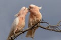 Major Mitchell or Pink Cockatoo