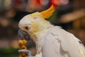 Yellow crested cockatoo feeding on nuts Royalty Free Stock Photo