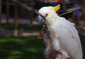 Yellow crested cockatoo feeding on nuts Royalty Free Stock Photo