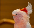 Major Mitchell`s cockatoo feeding on nuts Royalty Free Stock Photo