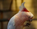 Major Mitchell`s cockatoo feeding on nuts Royalty Free Stock Photo