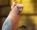 Major Mitchell`s cockatoo feeding on nuts Royalty Free Stock Photo