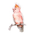 Major Mitchell's cockatoo watercolor illustration. Hand drawn realistic Australian native bird. Pink parrot on a