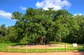 Major Oak, Sherwood Forest, Nottinghamshire Royalty Free Stock Photo