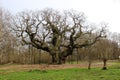 Major Oak, Sherwood Forest Nottinghamshire England Royalty Free Stock Photo