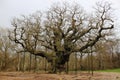 Major Oak, Sherwood Forest Nottinghamshire England Royalty Free Stock Photo
