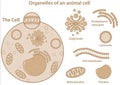 Major organelles and components of an animal eukaryotic cell