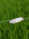 Adult of white stem borer injure on paddy rice in Viet Nam.