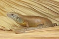 A major skink is sunbathing before starting his daily activities.