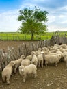 Sheep together in the farm yard, prepared for shearing Royalty Free Stock Photo