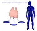 Major thymus hormones. thymosin, thymopoietin, and thymulin