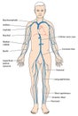 Major veins of the body