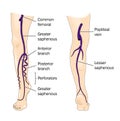 Major veins of the leg