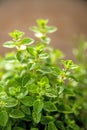 Majoram, mediterranean spice in spring Royalty Free Stock Photo