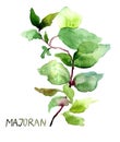 Majoran, watercolor illustration Royalty Free Stock Photo
