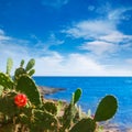 Majorca Cala Bona beach Son Servera Mallorca Royalty Free Stock Photo