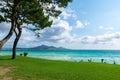 Majorca Platja de Muro beach in Alcudia bay with pine tree sin Mallorca Balearic islands of Spain Royalty Free Stock Photo