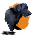 Majorca shepherd dog, perro de pastor digital art illustration. Pet originated in Spain, domestic animal mammal showing