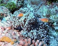 Skunk Clownfish w/ Domino Damselfish