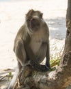 Makak monkey in Mu Koh Lanta National Park on Koh Lanta island in southern Thailand