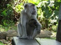 Makak monkey in rain-forest of Borneo