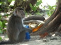 Makak monkey in rain-forest of Borneo