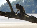 Makak monkey in rain-forest of Borneo