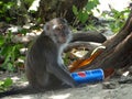 Makak monkey in rain-forest of Borneo