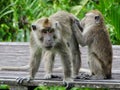 Makak monkey in rain-forest of Borneo