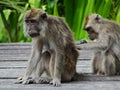 Makak monkey in rain-forest of Borneo