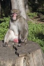 Makak monkey sunbathing