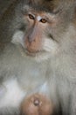 Makak monkey in temple of Bali, Indonesia