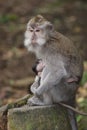 Makak monkey in temple of Bali, Indonesia