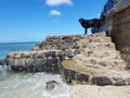 Makalei Beach with waves lapping and a lava rock wall that jetty with flat hair retriever dog Royalty Free Stock Photo