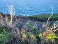 Makapu& x27;u Point Oahu Hawaii Vegetation and Coast