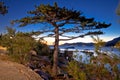 Makarska beach and pine tree sunset view Royalty Free Stock Photo