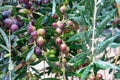 Makarska - Close up view of unripe olive fruits hanging on lush green tree in coastal town Makarska, Split-Dalmatia Royalty Free Stock Photo