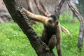 Make a face-Gibbon-Hylobatidae