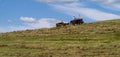 Make hay while the sun shines Royalty Free Stock Photo