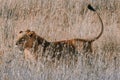 Male lion hiding in the grass at Nairobi National Park kenya during safari Royalty Free Stock Photo