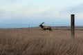 Make Tule elk in the marshland along Point Reyes National Seashore, Marin County, California Royalty Free Stock Photo