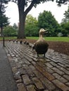 Make Way for Ducklings - Public Garden, Boston, Massachusetts Royalty Free Stock Photo