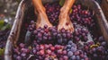 They make wine from grapes with their feet and hands. Selective focus.