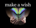 Make a Wish on this Beautiful Rainbow Butterfly