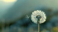 Make a wish. Blow dandelion seeds into the wind and make a wish Royalty Free Stock Photo