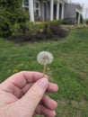 Make a wish on a dandelion seed Royalty Free Stock Photo