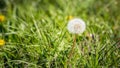Make a wish on this dandelion Royalty Free Stock Photo