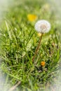 Make a wish on this dandelion Royalty Free Stock Photo