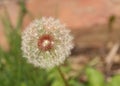 MAKE A WISH, DANDELIONS Royalty Free Stock Photo